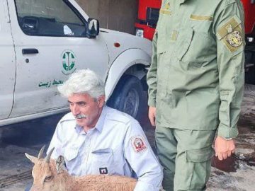 زنده‌گیری گوزن گرفتار در رودخانه‌ی پراچان توسط نیروهای فداکار آتش‌نشانی شهرداری طالقان
