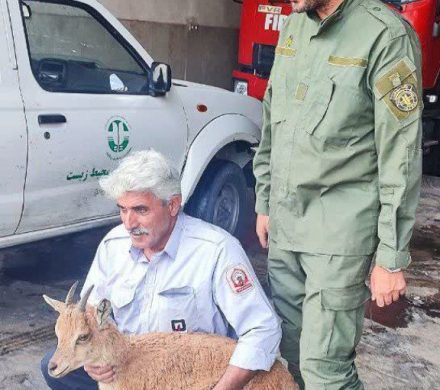 زنده‌گیری گوزن گرفتار در رودخانه‌ی پراچان توسط نیروهای فداکار آتش‌نشانی شهرداری طالقان