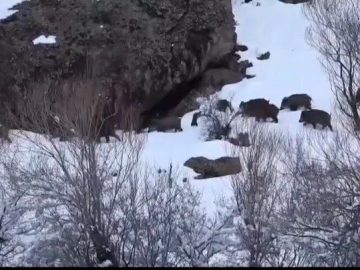 مهمانان غیرمنتظره در عالیسر