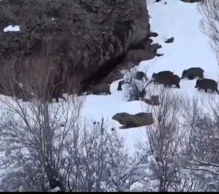 مهمانان غیرمنتظره در عالیسر