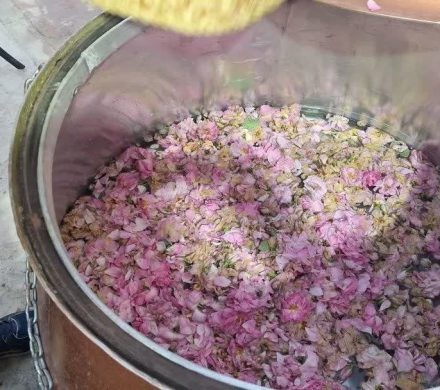 آغاز ششمین جشنواره ملی گلاب‌گیری و سوغات اقوام ایرانی در کرج