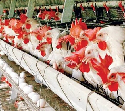 بازار به کاهش قیمت مرغ چراغ سبز نشان داد