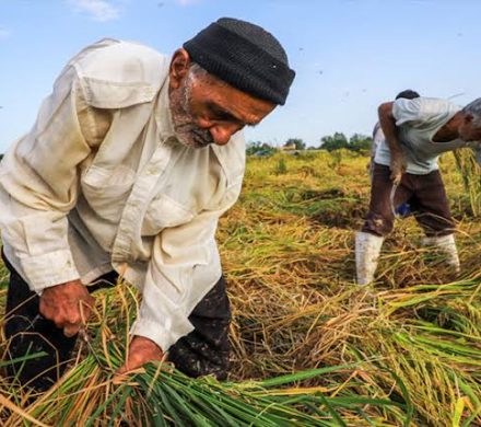 تسهیلات حمایتی حفظ اشتغال کشاورزان پرداخت ش